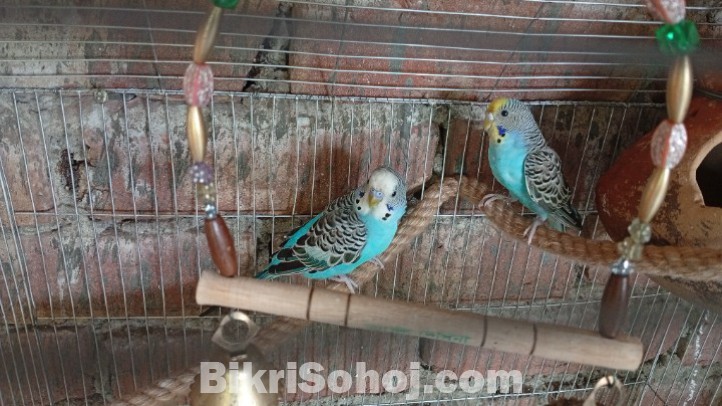 নীল রং-এর বাজরিকা